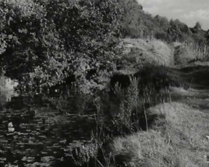 44-Weeds