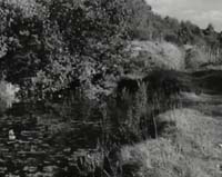 44-Weeds