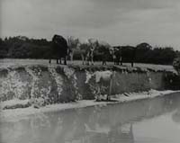 86-CowsCliff