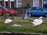 PICT0552-Southall_Swans